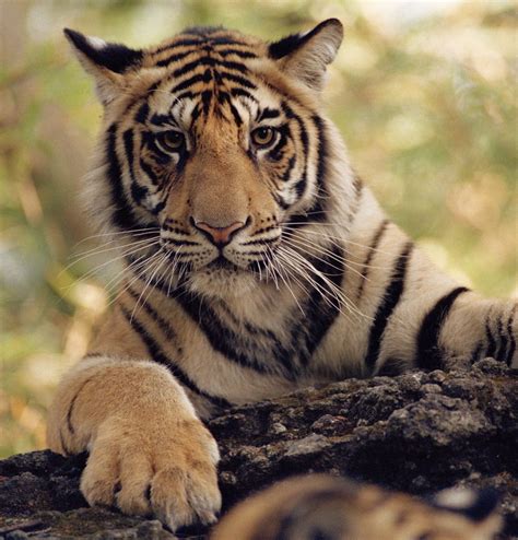 Tigers Endangered Species Facts Info And More Wwfca