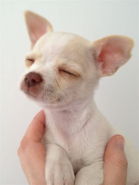 Daisy Cream And White Smooth Coat Chihuahua Chihuahua Puppies Cute