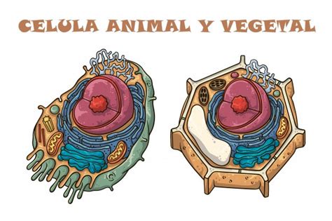 Juegos De Ciencias Juego De Diferencias Entre Célula Animal Y Vegetal