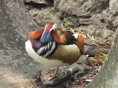 Mandarin Duck Marnixs Bird Gallery