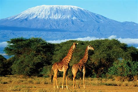 Tanzania Info For A Travel Find Fellow Travelers With Triplook