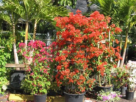 Maybe you would like to learn more about one of these? Bougainvillea | Kathy's Korner