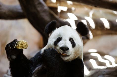 A Giant Panda Eats In Its Enclosure At The Chimelong Safari Park In