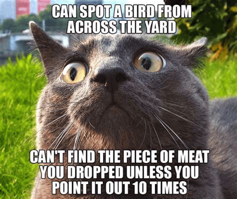 20 Cat Logic Memes Only Cat Owners Will Understand And Laugh With Tears