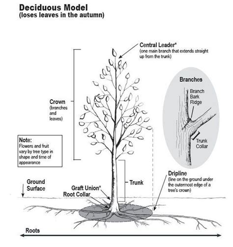 How Do Trees Grow And Develop Growing Tree Tree Tree Diagram
