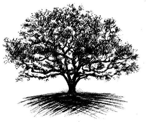 Oak Tree Drawing Tattoo Ideas Pinterest Trees Oak Tree Drawings