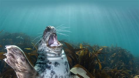 Gray Seal Pup Lundy Island England Bing Gallery