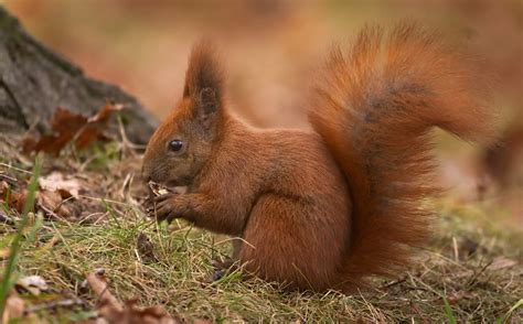 Eurasian Red Squirrel Mammals Of Norway INaturalist