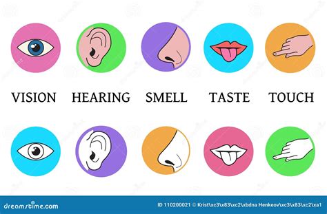 Five Senses Methods Of Perception Taste Vision Touch Smell Hea Stock