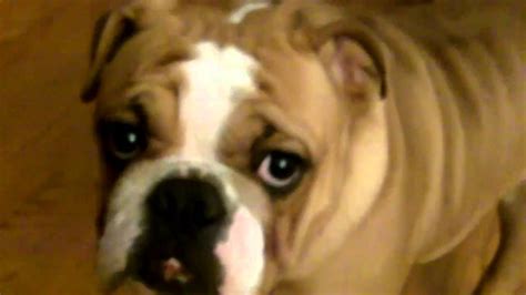 Rumble — it's an epic battle between oscar and tobi, both equally stubborn english bulldogs out to get the monkey chew toy. Darla the English Bulldog VS RC Helicopter - YouTube