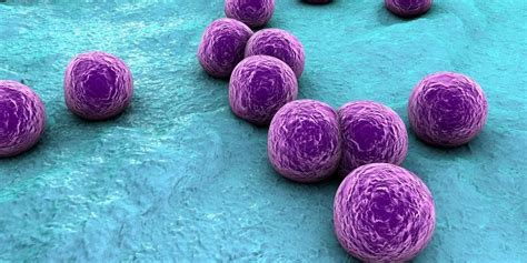 Waspadai Penyakit Akibat Bakteri Staphylococcus Aureus The Best Porn