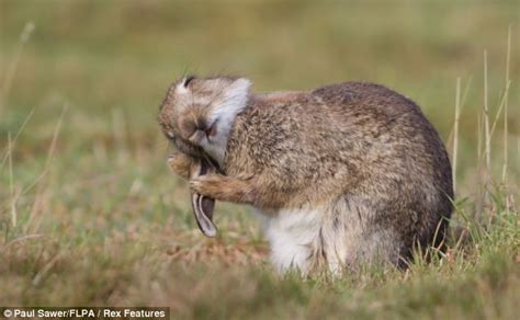 Cute Rabbit Takes Five To Scrub Behind His Ears And Groom Himself In