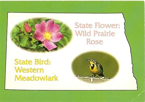 North Dakota State Flowerbird Wild Prairie Rose Rosa Bl Flickr