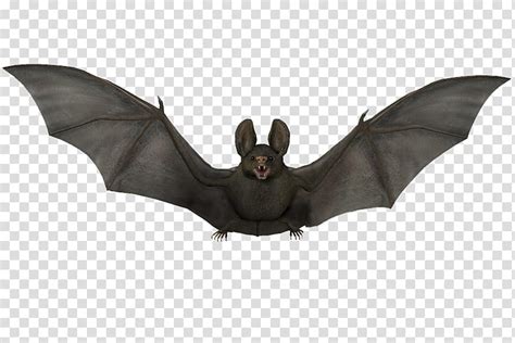 Free Download E S Bats Black Bat Flying Illustration Transparent