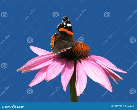Purpurea Del Echinacea Foto De Archivo Imagen De Mariposas