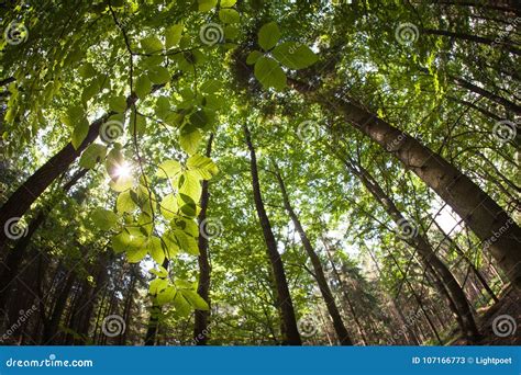 Spring Forest Treetops Stock Image Image Of Path Forest 107166773