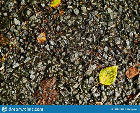 Autumn Fallen Leaves On A Pebble Walk Path Surface Stock Photo Image