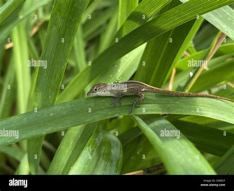 Baby Brown Anole Lizard On Green Plants Stock Photo Alamy