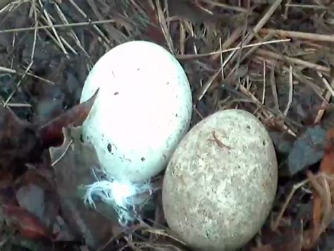 When someone is of a very short height and often resembles a dwarf/hobbit. Bald eagles welcome 2nd egg to Pittsburgh nest | PennLive.com