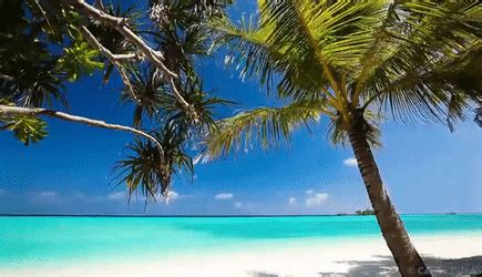 Have your next meeting at the beach. The wind GIF | Beach, Relaxing images, Relaxing gif