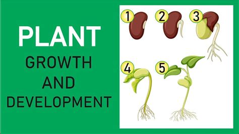 Plant Growth And Development Youtube