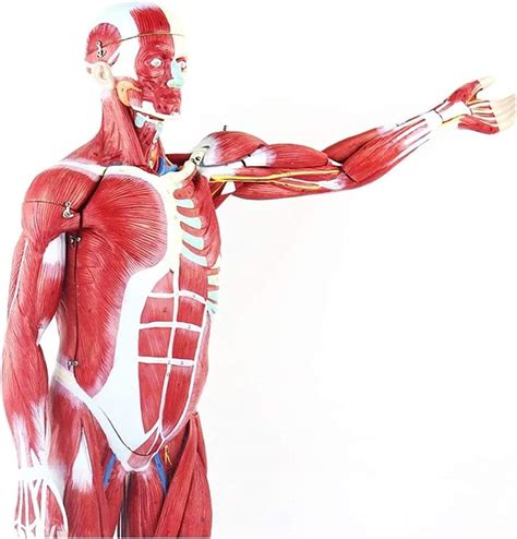 Medical Anatomical Model Human Muscle Model Human Anatomy Science