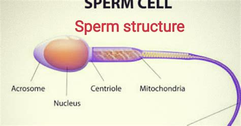 Makhadum Health Sperm Cell Structure Production Fertilization