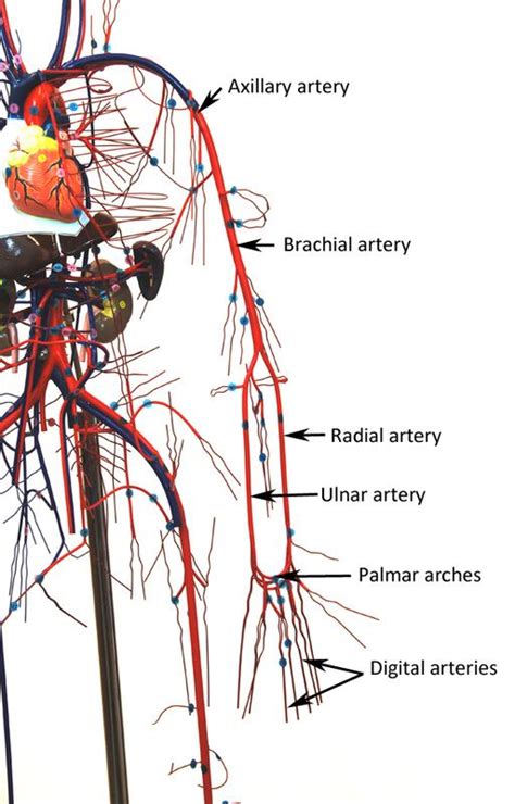 Printiable Mape Of Arteries And Viens Principal Veins Human Anatomy