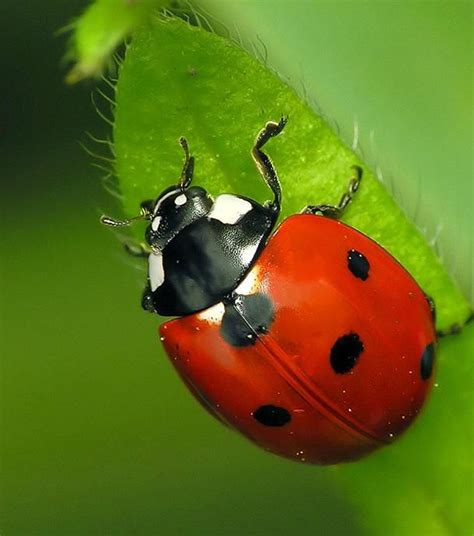 Savez Vous Différencier Les Coccinelles Du Jardin Insects