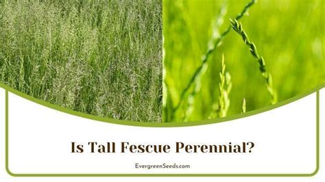 Perennial Ryegrass Vs Tall Fescue The Right Grass For Your Turf Evergreen Seeds