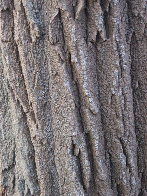 White Willow Bark Fun Facts And How To Use White Willow Bark Curious