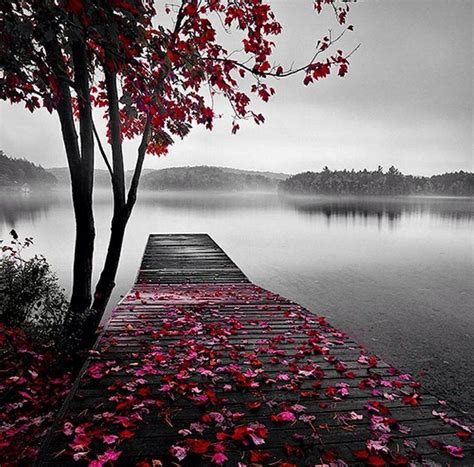 17 Best Images About Black And White Photos With Color Splash On Pinterest