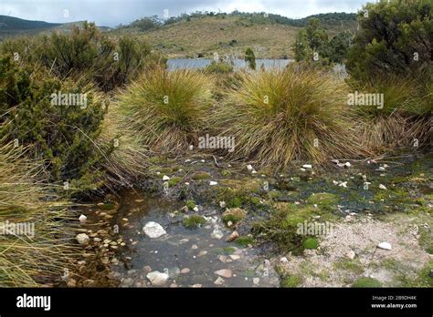 Cradle Mountain Tasmania Button Grass Surrounded By Water With Lake In