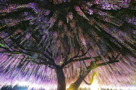 Photography Nature Landscape Wisteria Trees Flowers