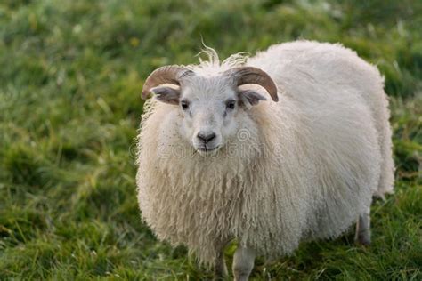 Weibliche Schafe Stockfoto Bild Von Field Tier England 9444386