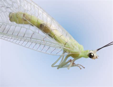 Top 10 Most Wanted Bugs In Your Garden Green Lacewing Alabama