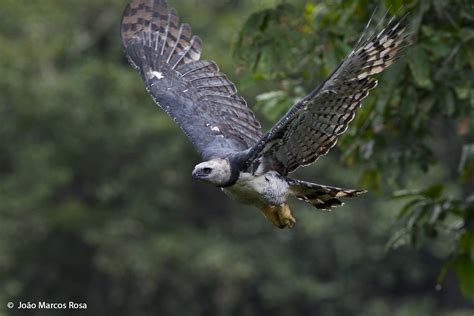 ml204952041 Гарпия macaulay library harpy eagle bald eagle araquem alcantara largest bird of