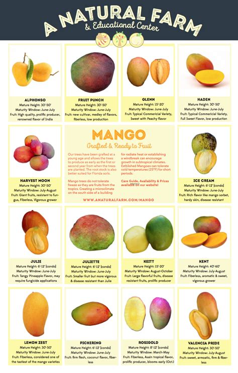 A Few Types Of Mangos R Coolguides