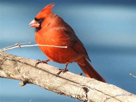 The Red Bird Male Northern Cardinal Bird Anton Shomali Flickr