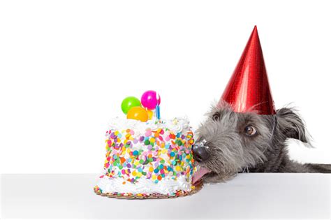 Funny Birthday Dog Eating Cake Stock Photo Download Image Now Istock