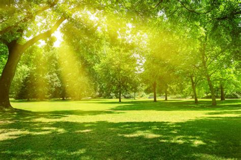 Best Sunlight Through Trees Stock Photos Pictures And Royalty Free