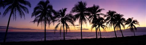 Beautiful Sunset Silhouette Palm Trees Maui Hawaii
