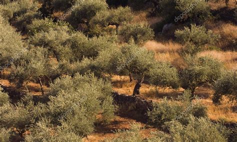 Olive Tree Field — Stock Photo © Akarelias 5216718