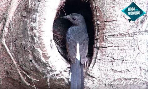 Kini, murai batu telah menyebar ke seluruh indonesia. Penampakan Sarang murai batu di habitat aslinya, pecinta ...