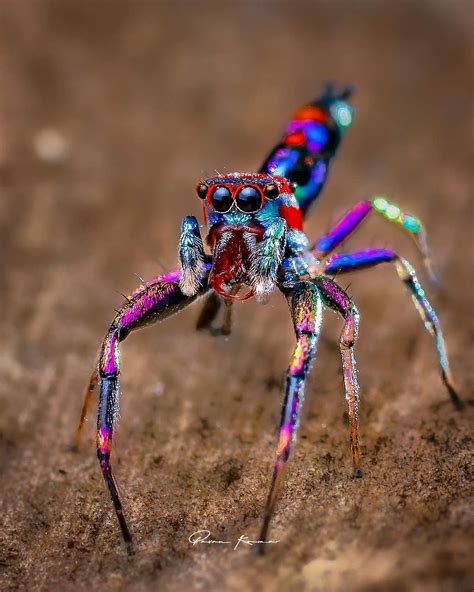 This Is Such A Gorgeous Little Rainbow Spider Aww