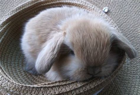 Dwarfs Holland Lop Rabbits Garden Items For Sale Houston Tx Shoppok