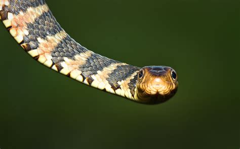 Common Florida Snake Chart