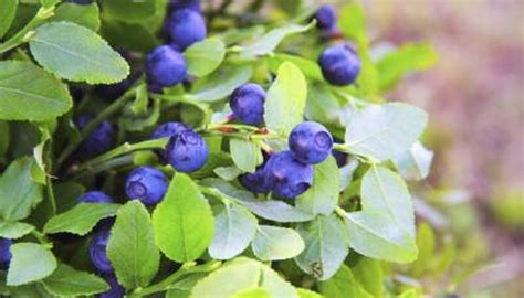 It features an abundance of magnificent blue berries in mid summer. How to Plant 'Northland' Blueberries | Garden Guides