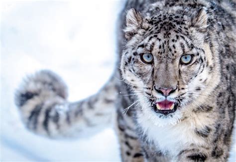 Leopardo De Las Nieves Escapa De La Extinción