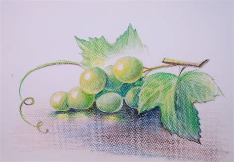 Pencil Drawing Grapes At Explore Collection Of